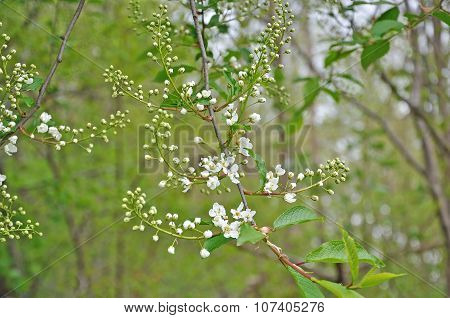 White spring flowers