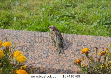 City sparrow