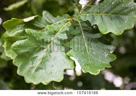 Green Wet Leaves Of The Oak Tree After The Rain