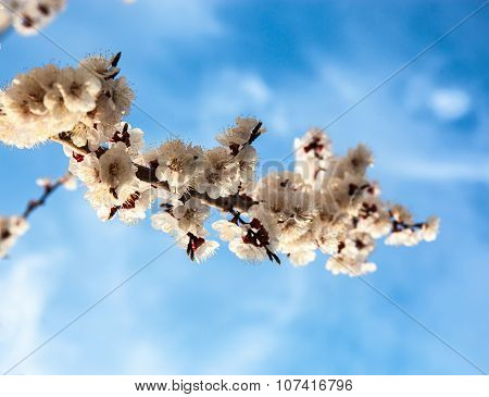 Apricot Blossom Branches