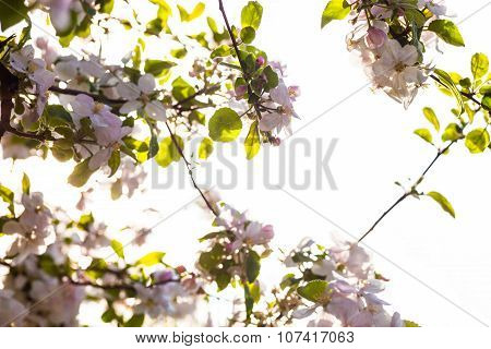 Blooming Branches Of The Apple Tree In The Sunshine