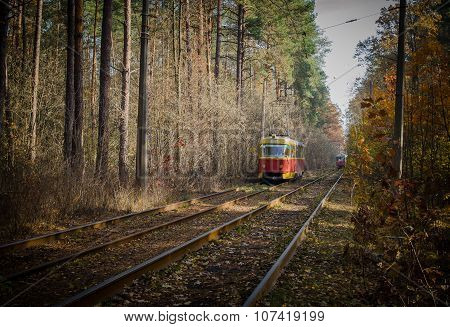 When city tram goes through the forest