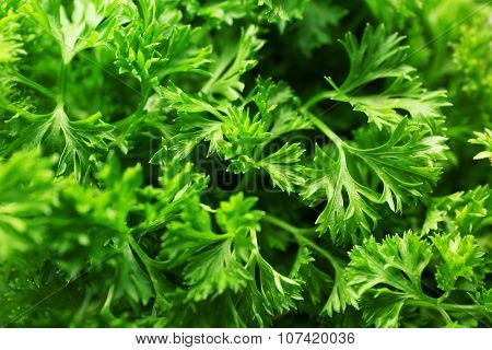 Fresh parsley closeup