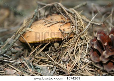 Champignon