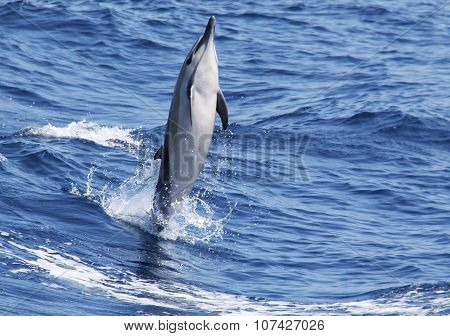 Common Dolphin Standing on Water
