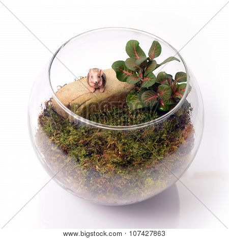 Terrarium In Glass Bottle on white background.