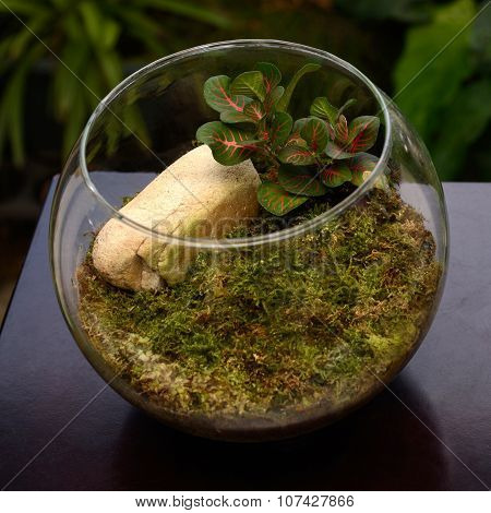Terrarium,Small Garden In Bottle for Decoration.