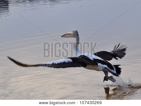Pelican's Wingspan