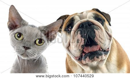 English Bulldog And Devon Rex