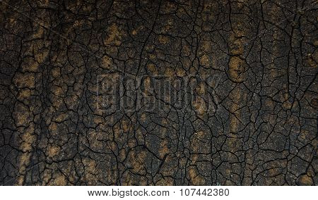 cracked on the dry earth