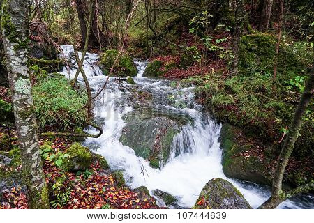 Waterfall in the Forest