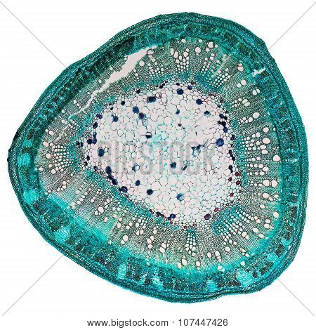 Cotton Stem Micrograph