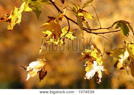 Goldenautumn blade