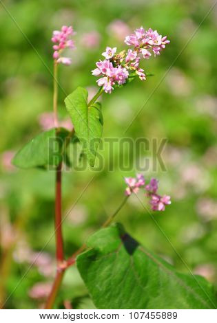 Buckwheat (fagopyrum Esculentum)