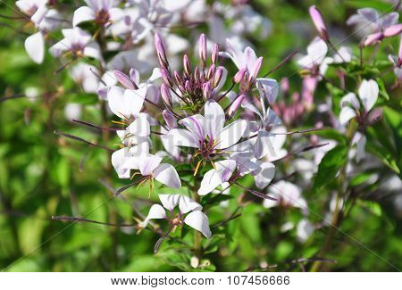 Spider Flower (tarenaya Hassleriana)