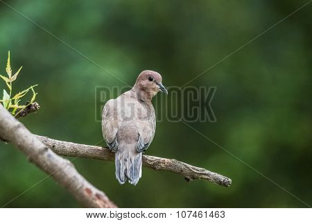 Laughing Dove