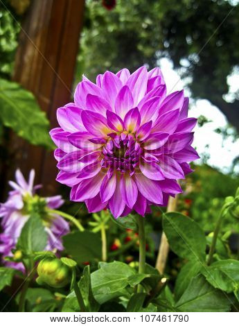 dalia flower