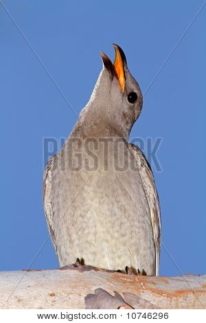 좋은 Bowerbird, 호주