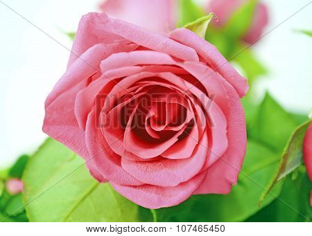 pink rose