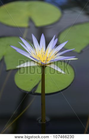 Blue Lotus of Egypt (Nymphaea Caerulea)