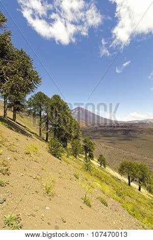 Araucarias In Malalcahuello Park, Chile