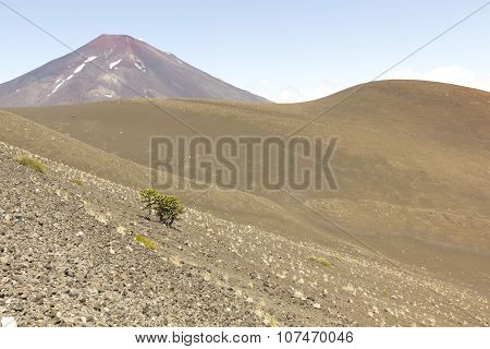 Lonquimay And Tolhuaca Volcano, Chile