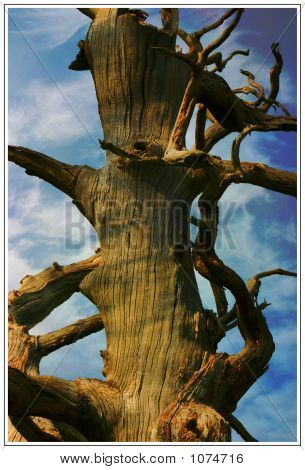 Tree2
