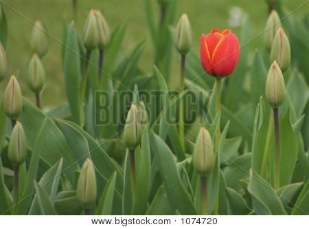 Tulip2