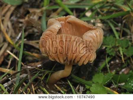 Scurfy Twiglet Fungi