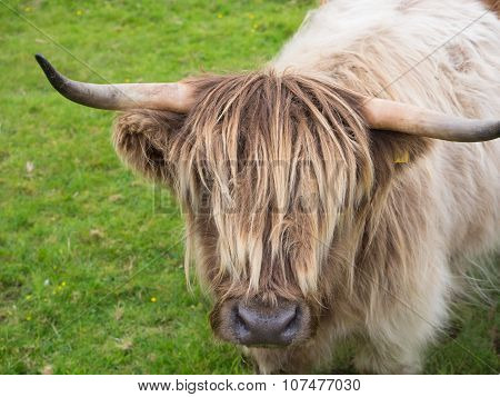 Scittish highland cow
