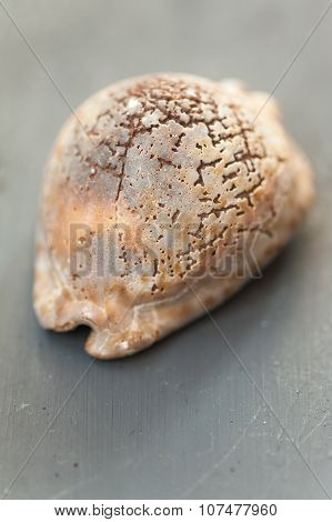 Sea shell