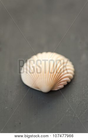 Sea shell