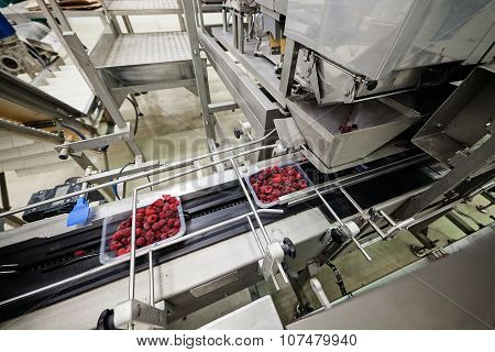 Frozen Raspberry Processing Business
