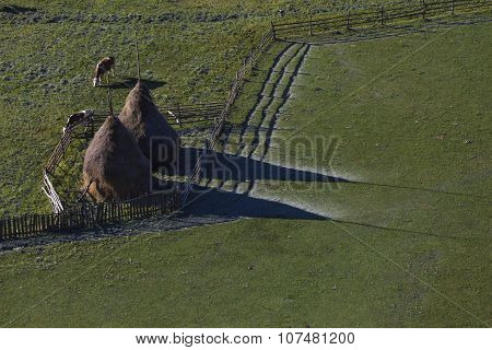 Cows And Haystacks At Sunrise