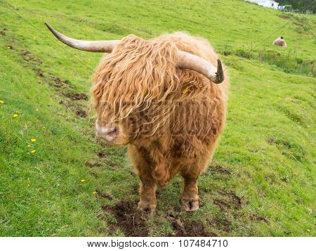 Scittish highland cow