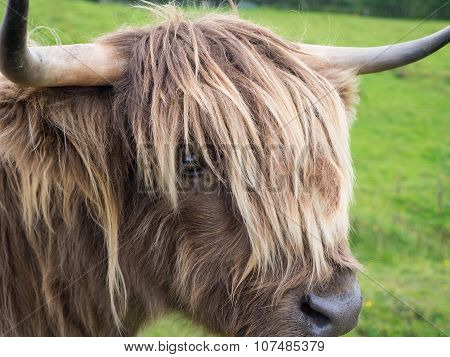Scittish highland cow