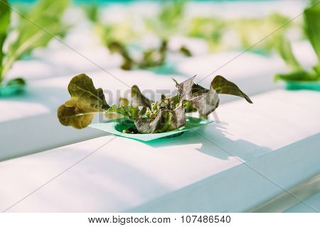 Green Vegetable hydroponics farm.