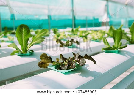 Green Vegetable hydroponics farm.