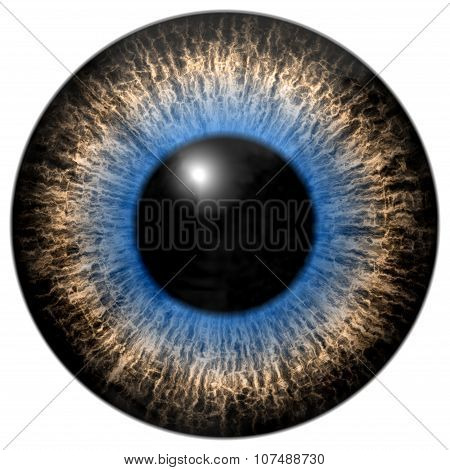 Grey And Blue Eye