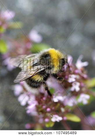 Bumle Bee On A Pink Flower