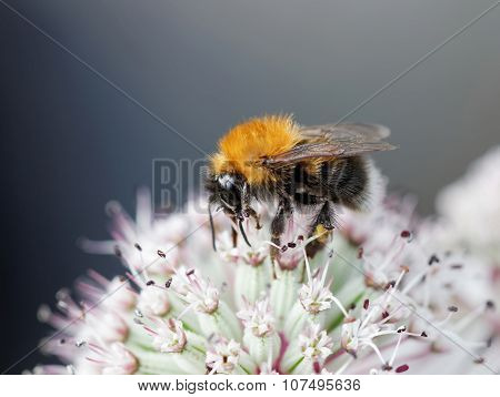 Bumble Bee On A Pink Flower, Gray Background