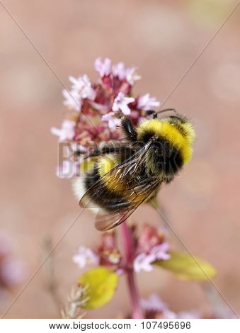 Bumble Bee On A Pink Flower