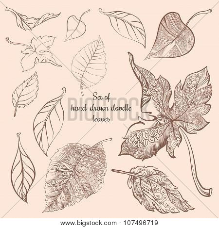 Set of hand-drawn doodle autumn forest leaves