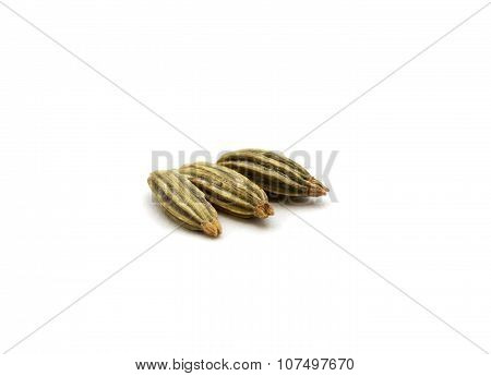 Fennel seeds isolated