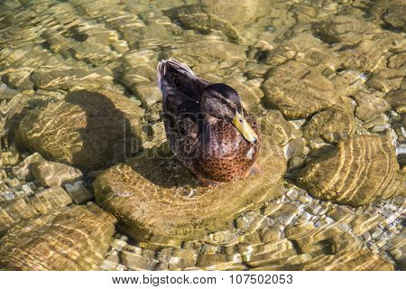 Duck In The Koenigssee Close To Berchtesgaden, Germany, 2015