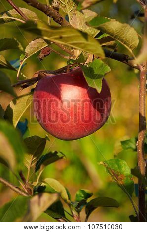 Ripe Red Apple On The Trree