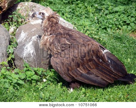 Cinereous Vulture