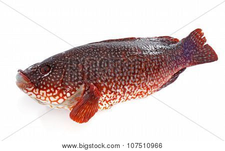 Red Ballan Wrasse