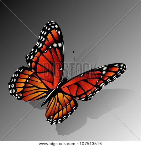 The Monarch butterfly  vector