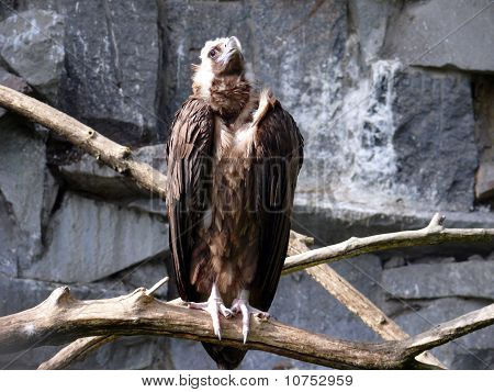 Cinereous Vulture in rocks background